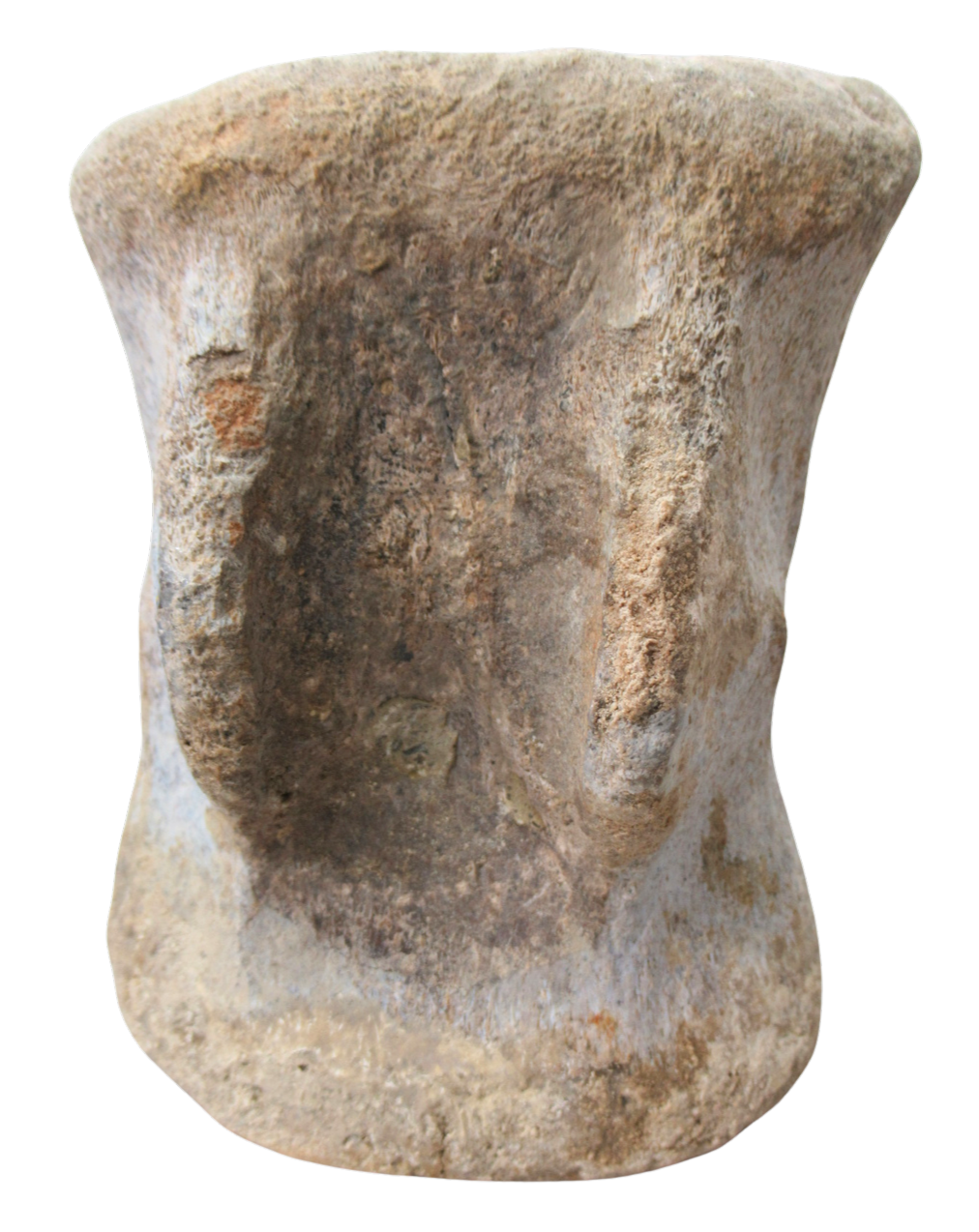 Titanosaur Dinosaur Fossil For Sale Genuine Fossils 2d | Fossils for Sale Titanosaur Dinosaur Fossil For Sale Genuine Fossils 2d