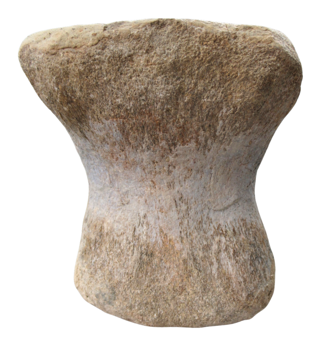 Titanosaur Dinosaur Fossil For Sale Genuine Fossils 2e | Fossils for Sale Titanosaur Dinosaur Fossil For Sale Genuine Fossils 2e