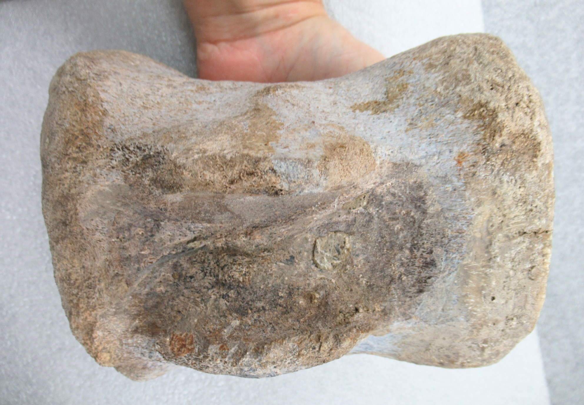 Titanosaur Dinosaur Fossil For Sale Genuine Fossils 2f | Fossils for Sale Titanosaur Dinosaur Fossil For Sale Genuine Fossils 2f