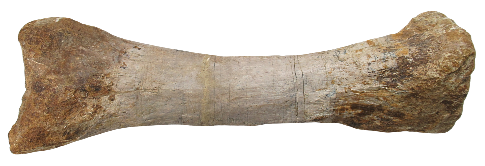 Titanosaur Dinosaur Fossil For Sale Genuine Fossils 3 | Fossils for Sale Titanosaur Dinosaur Fossil For Sale Genuine Fossils 3