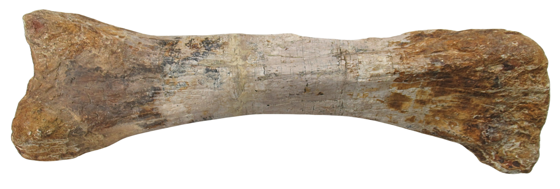 Titanosaur Dinosaur Fossil For Sale Genuine Fossils 3a | Fossils for Sale Titanosaur Dinosaur Fossil For Sale Genuine Fossils 3a