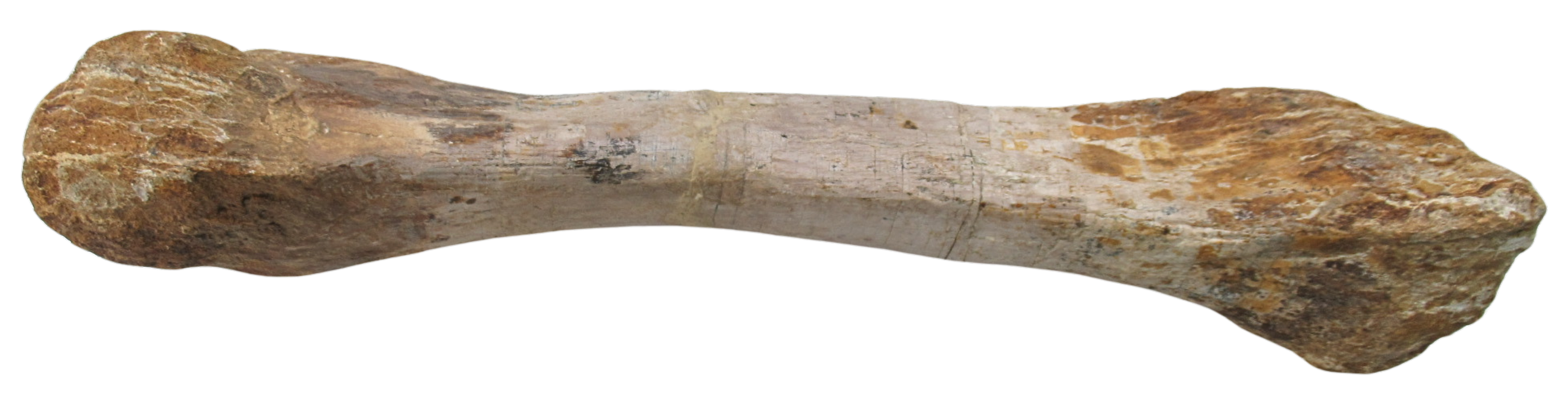 Titanosaur Dinosaur Fossil For Sale Genuine Fossils 3b | Fossils for Sale Titanosaur Dinosaur Fossil For Sale Genuine Fossils 3b