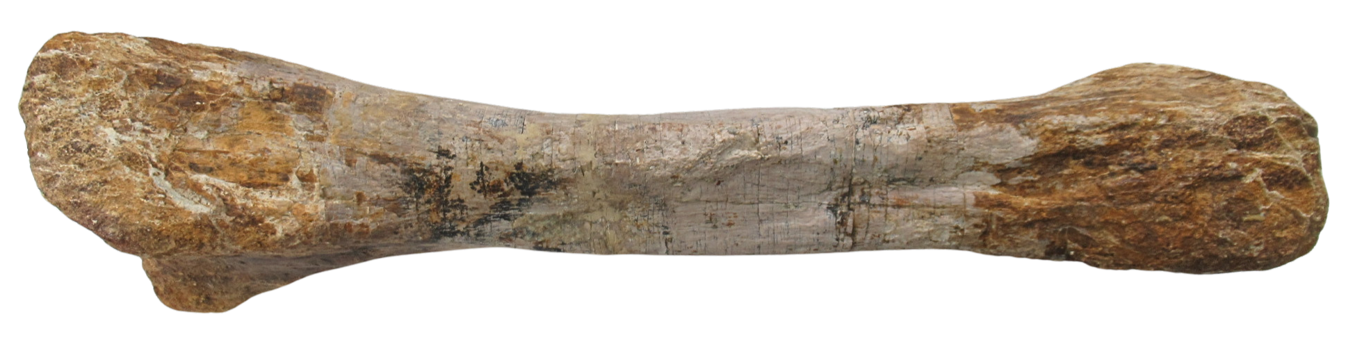 Titanosaur Dinosaur Fossil For Sale Genuine Fossils 3c | Fossils for Sale Titanosaur Dinosaur Fossil For Sale Genuine Fossils 3c