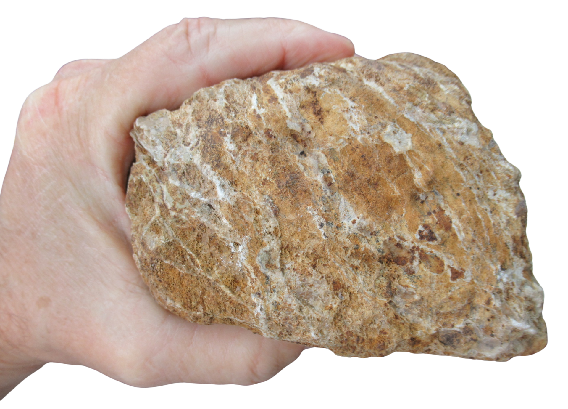 Titanosaur Dinosaur Fossil For Sale Genuine Fossils 3d | Fossils for Sale Titanosaur Dinosaur Fossil For Sale Genuine Fossils 3d
