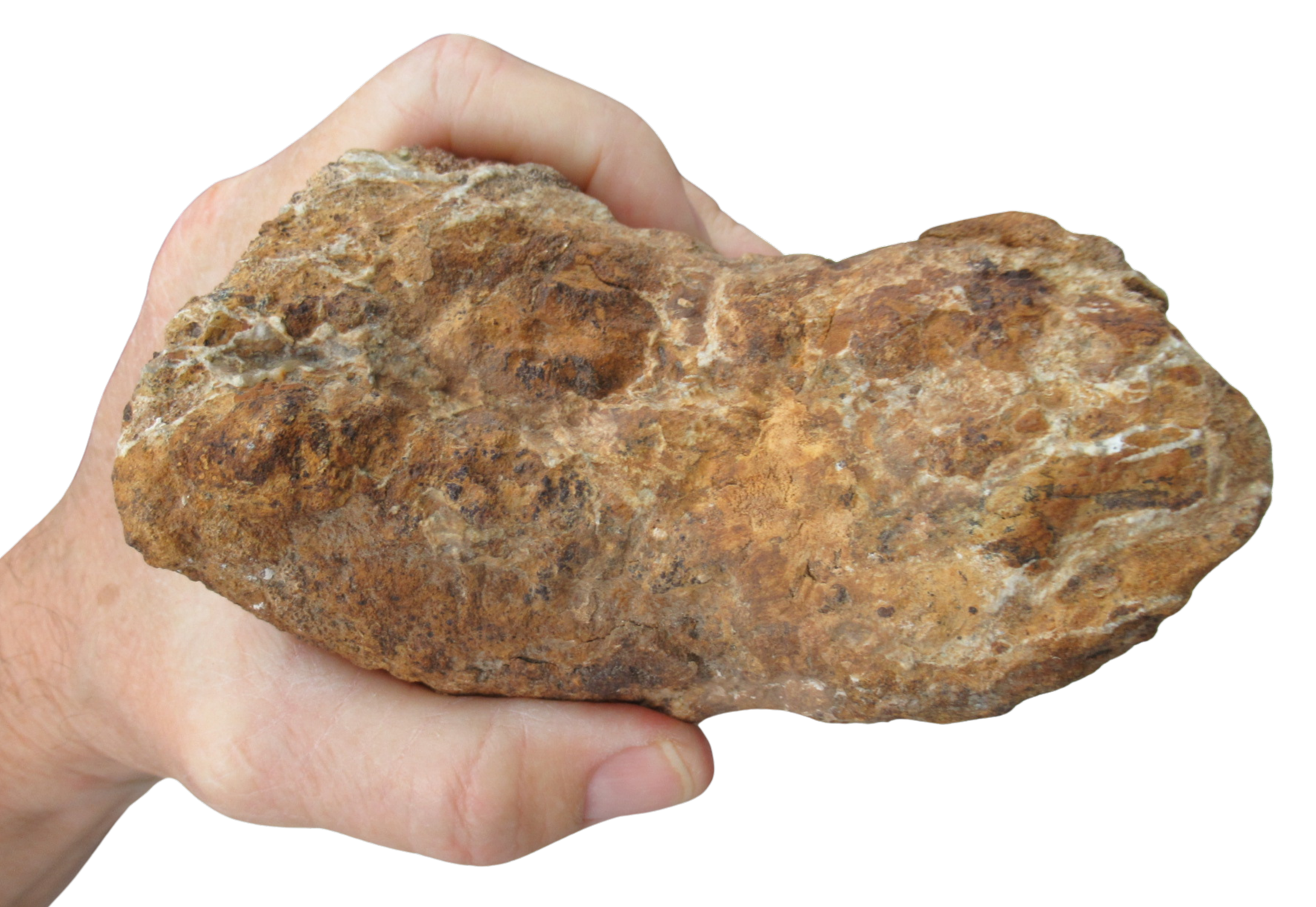 Titanosaur Dinosaur Fossil For Sale Genuine Fossils 3e | Fossils for Sale Titanosaur Dinosaur Fossil For Sale Genuine Fossils 3e