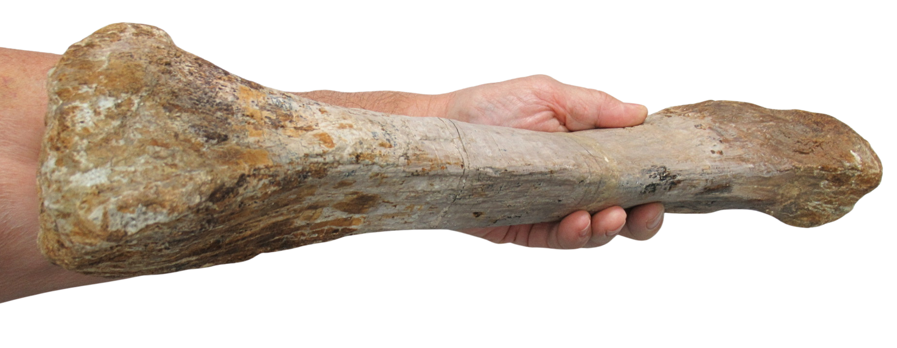 Titanosaur Dinosaur Fossil For Sale Genuine Fossils 3f | Fossils for Sale Titanosaur Dinosaur Fossil For Sale Genuine Fossils 3f