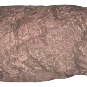 Triassic Coprolite Fossil For Sale Genuine Fossil Poop 115 | Fossils for Sale Triassic Coprolite Fossil For Sale Genuine Fossil Poop 115