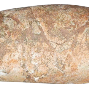 Triassic Coprolite Fossil For Sale Genuine Fossil Poop 116 | Fossils for Sale Triassic Coprolite Fossil For Sale Genuine Fossil Poop 116