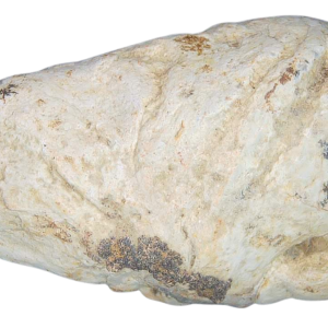 Triassic Coprolite Fossil For Sale Genuine Fossil Poop 117 | Fossils for Sale Triassic Coprolite Fossil For Sale Genuine Fossil Poop 117