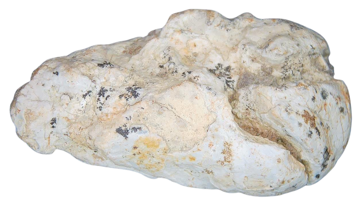 Triassic Coprolite Fossil For Sale Genuine Fossil Poop 117a | Fossils for Sale Triassic Coprolite Fossil For Sale Genuine Fossil Poop 117a