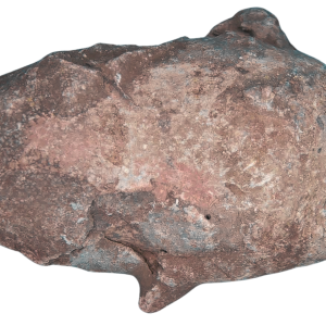 Triassic Coprolite Fossil For Sale Genuine Fossil Poop 120 | Fossils for Sale Triassic Coprolite Fossil For Sale Genuine Fossil Poop 120