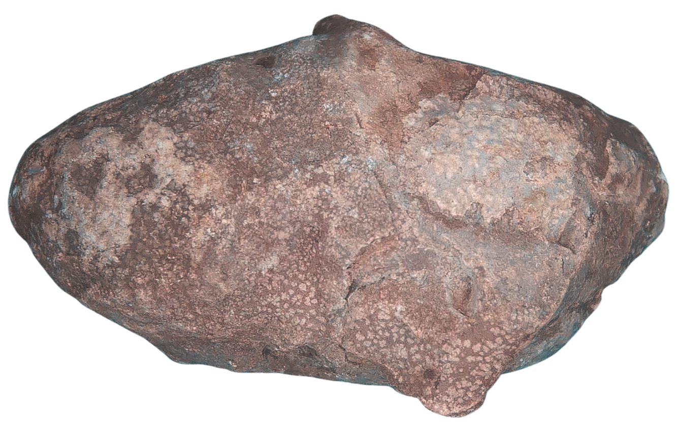 Triassic Coprolite Fossil For Sale Genuine Fossil Poop 120a | Fossils for Sale Triassic Coprolite Fossil For Sale Genuine Fossil Poop 120a