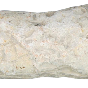 Triassic Coprolite Fossil For Sale Genuine Fossil Poop 121 | Fossils for Sale Triassic Coprolite Fossil For Sale Genuine Fossil Poop 121