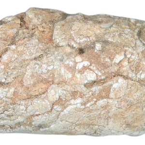 Triassic Coprolite Fossil For Sale Genuine Fossil Poop 122 | Fossils for Sale Triassic Coprolite Fossil For Sale Genuine Fossil Poop 122