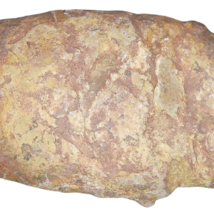 Triassic Coprolite Fossil For Sale Genuine Fossil Poop 124 | Fossils for Sale Triassic Coprolite Fossil For Sale Genuine Fossil Poop 124