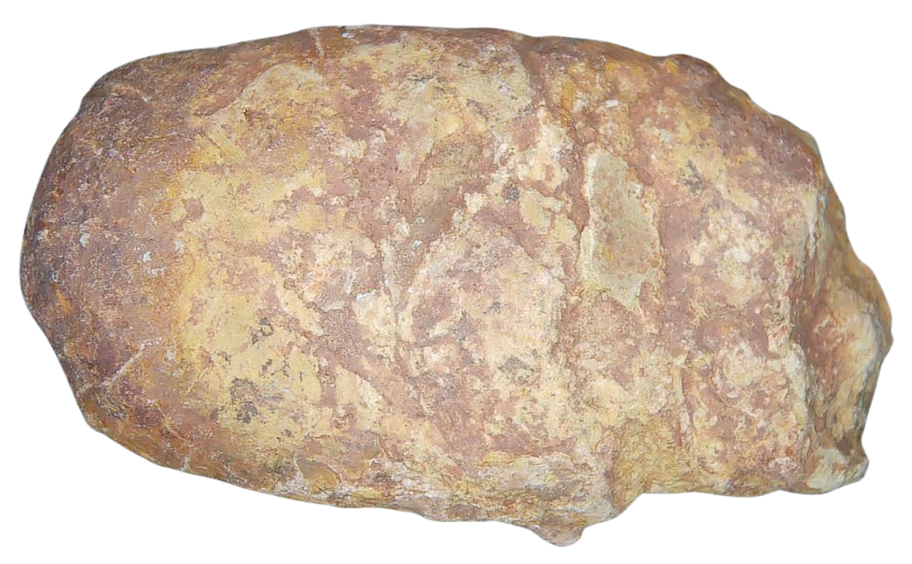 Triassic Coprolite Fossil For Sale Genuine Fossil Poop 124 | Fossils for Sale Triassic Coprolite Fossil For Sale Genuine Fossil Poop 124