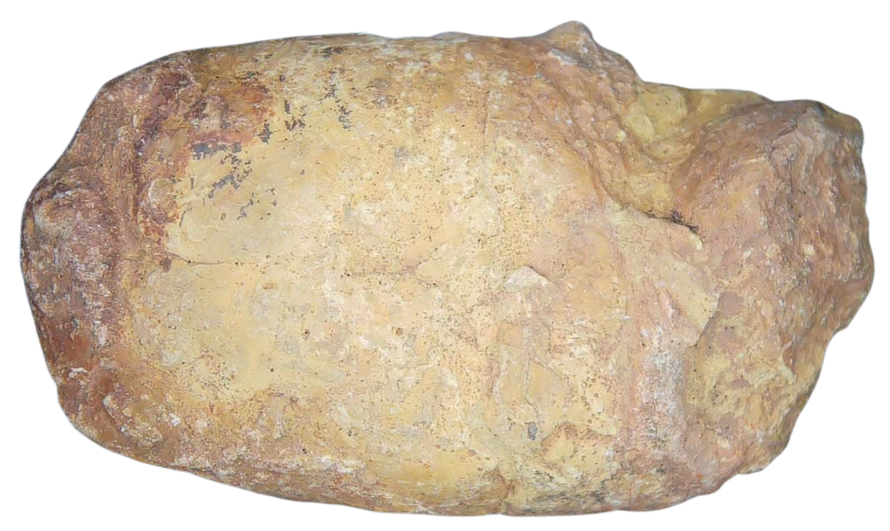 Triassic Coprolite Fossil For Sale Genuine Fossil Poop 124a | Fossils for Sale Triassic Coprolite Fossil For Sale Genuine Fossil Poop 124a