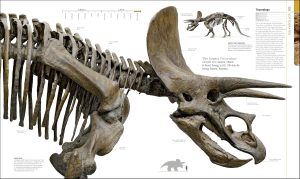 Triceratops | Fossils for Sale Triceratops