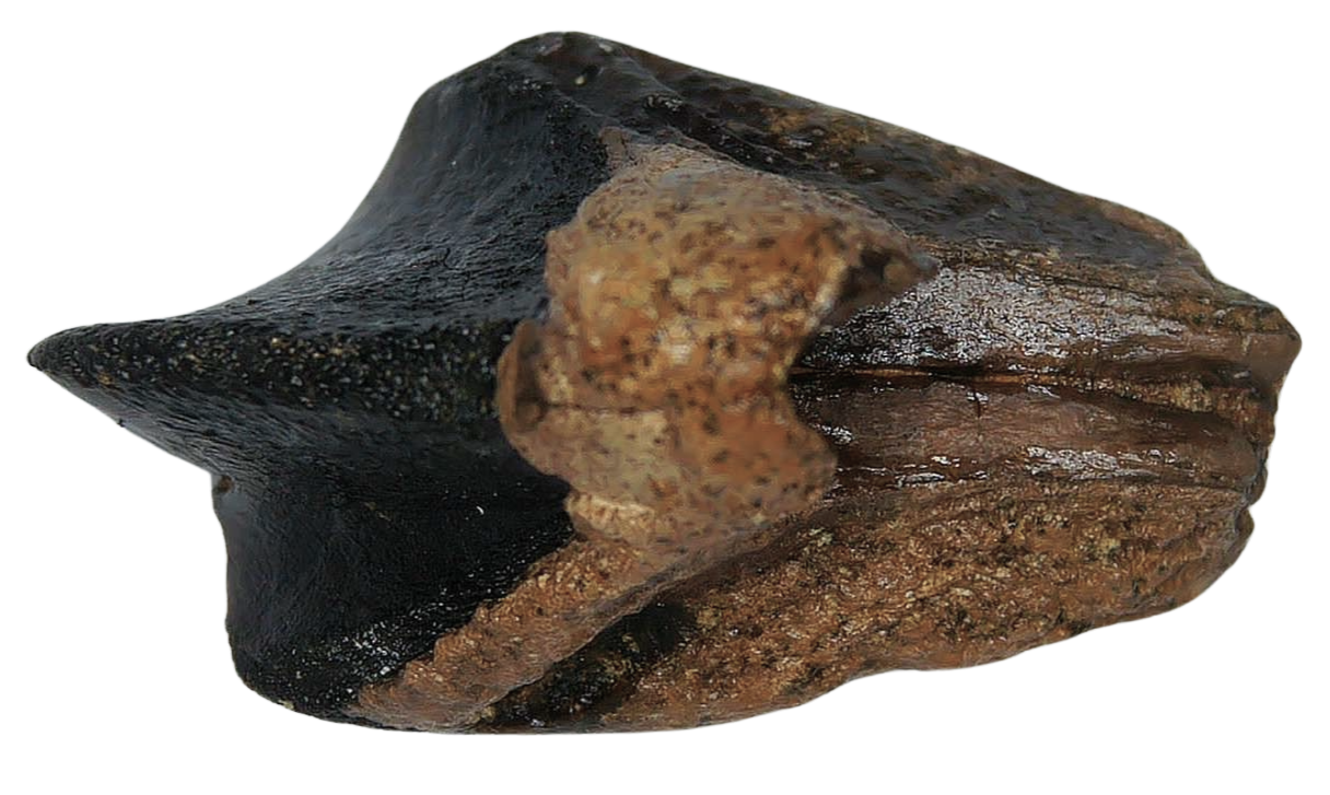 Triceratops Dinosaur Fossils For Sale Genuine Fossil Rooted Triceratops Tooth 32 | Fossils for Sale Triceratops Dinosaur Fossils For Sale Genuine Fossil Rooted Triceratops Tooth 32