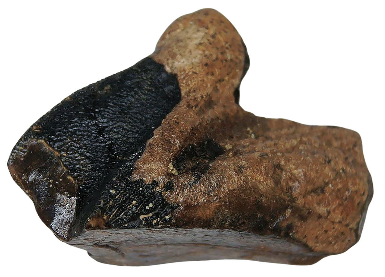 Triceratops Dinosaur Fossils For Sale Genuine Fossil Rooted Triceratops Tooth 32a | Fossils for Sale Triceratops Dinosaur Fossils For Sale Genuine Fossil Rooted Triceratops Tooth 32A