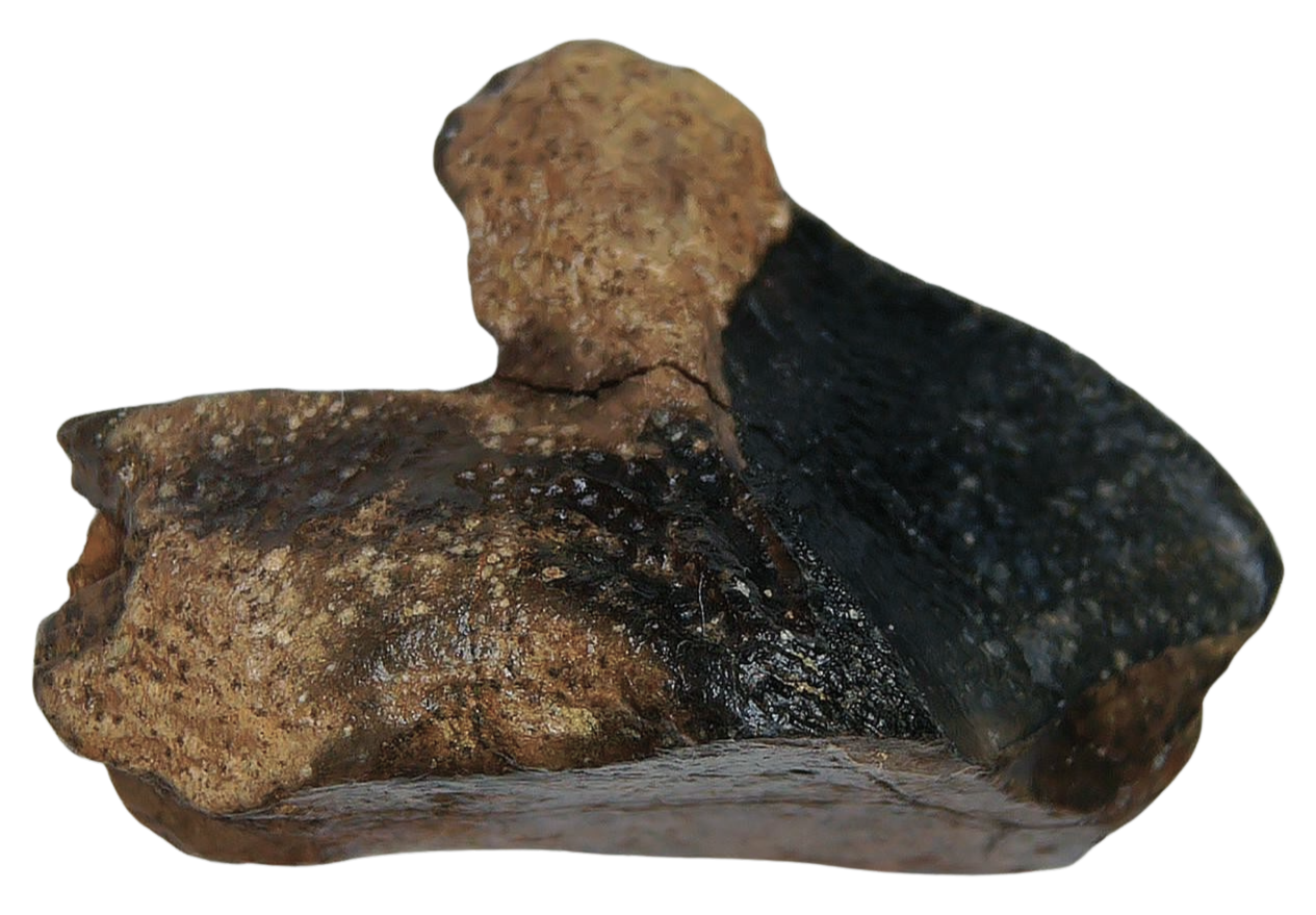 Triceratops Dinosaur Fossils For Sale Genuine Fossil Rooted Triceratops Tooth 32b | Fossils for Sale Triceratops Dinosaur Fossils For Sale Genuine Fossil Rooted Triceratops Tooth 32B