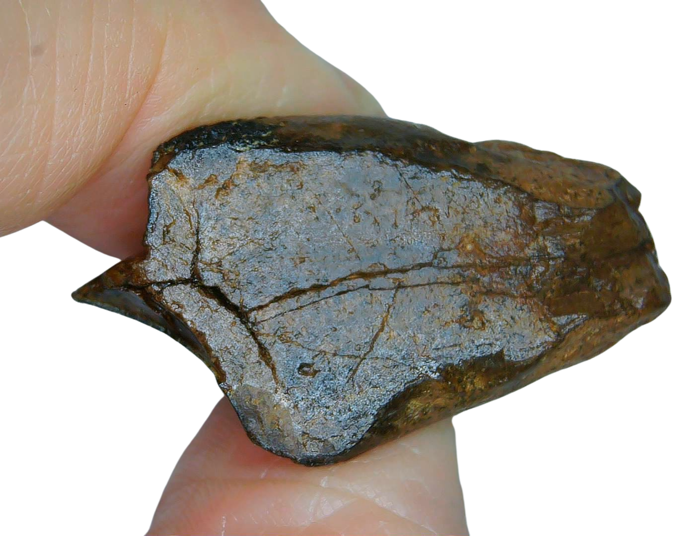 Triceratops Dinosaur Fossils For Sale Genuine Fossil Rooted Triceratops Tooth 32c | Fossils for Sale Triceratops Dinosaur Fossils For Sale Genuine Fossil Rooted Triceratops Tooth 32C