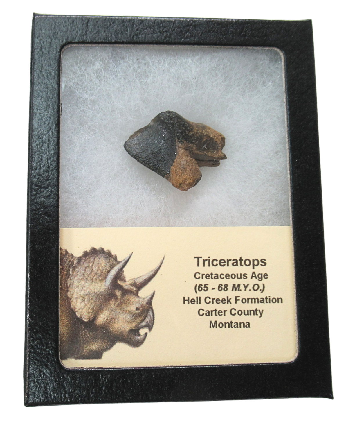 Triceratops Dinosaur Fossils For Sale Genuine Fossil Rooted Triceratops Tooth 32d | Fossils for Sale Triceratops Dinosaur Fossils For Sale Genuine Fossil Rooted Triceratops Tooth 32D