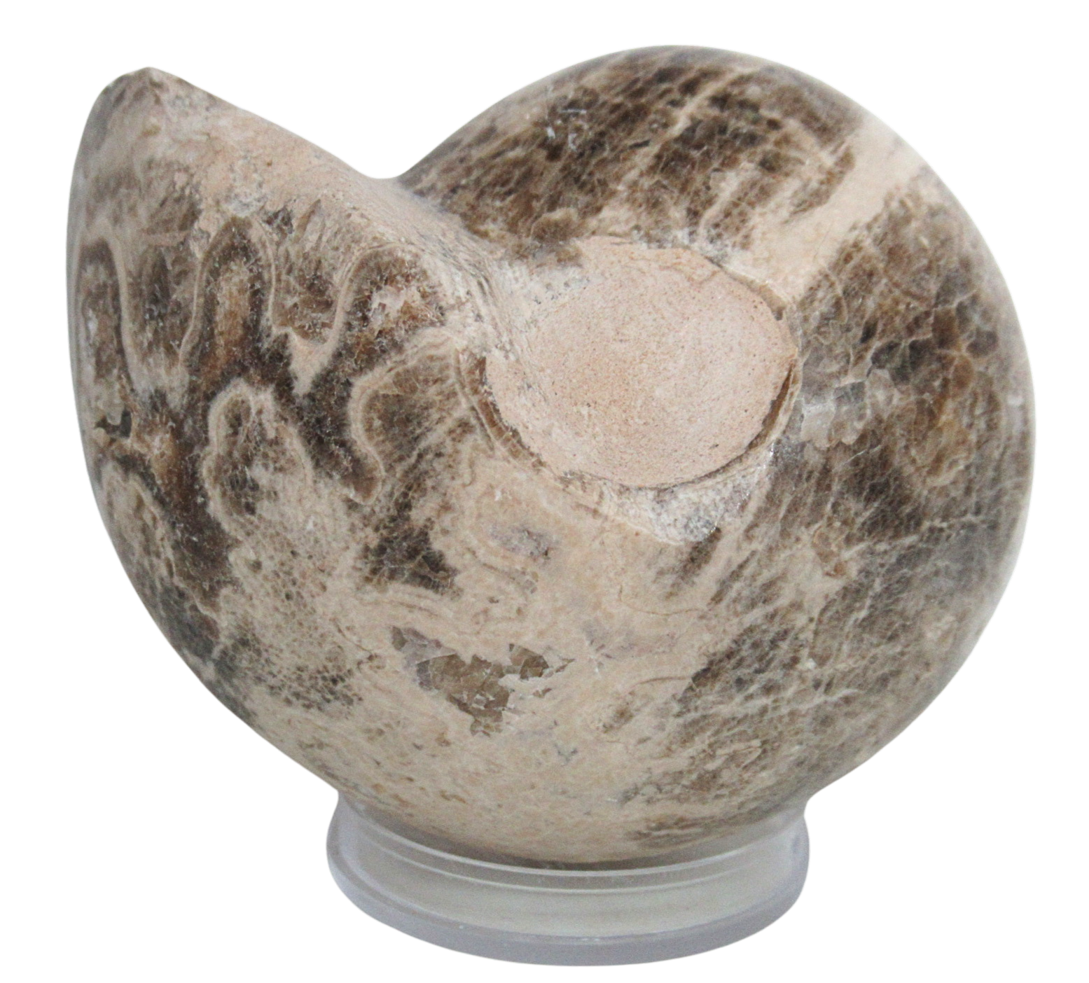 Vascoceras Ammonite Fossil For Sale Genuine Cretaceous Fossils 1 | Fossils for Sale Vascoceras Ammonite Fossil For Sale Genuine Cretaceous Fossils 1