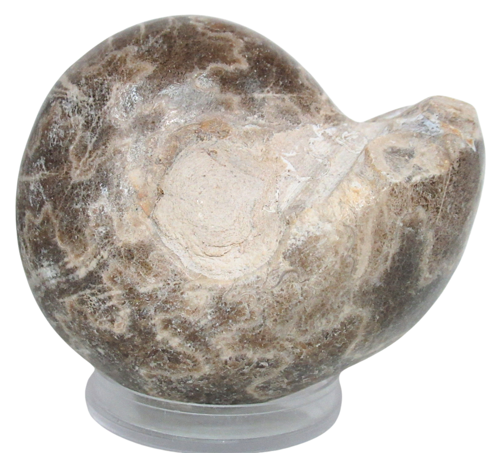Vascoceras Ammonite Fossil For Sale Genuine Cretaceous Fossils 10 | Fossils for Sale Vascoceras Ammonite Fossil For Sale Genuine Cretaceous Fossils 10