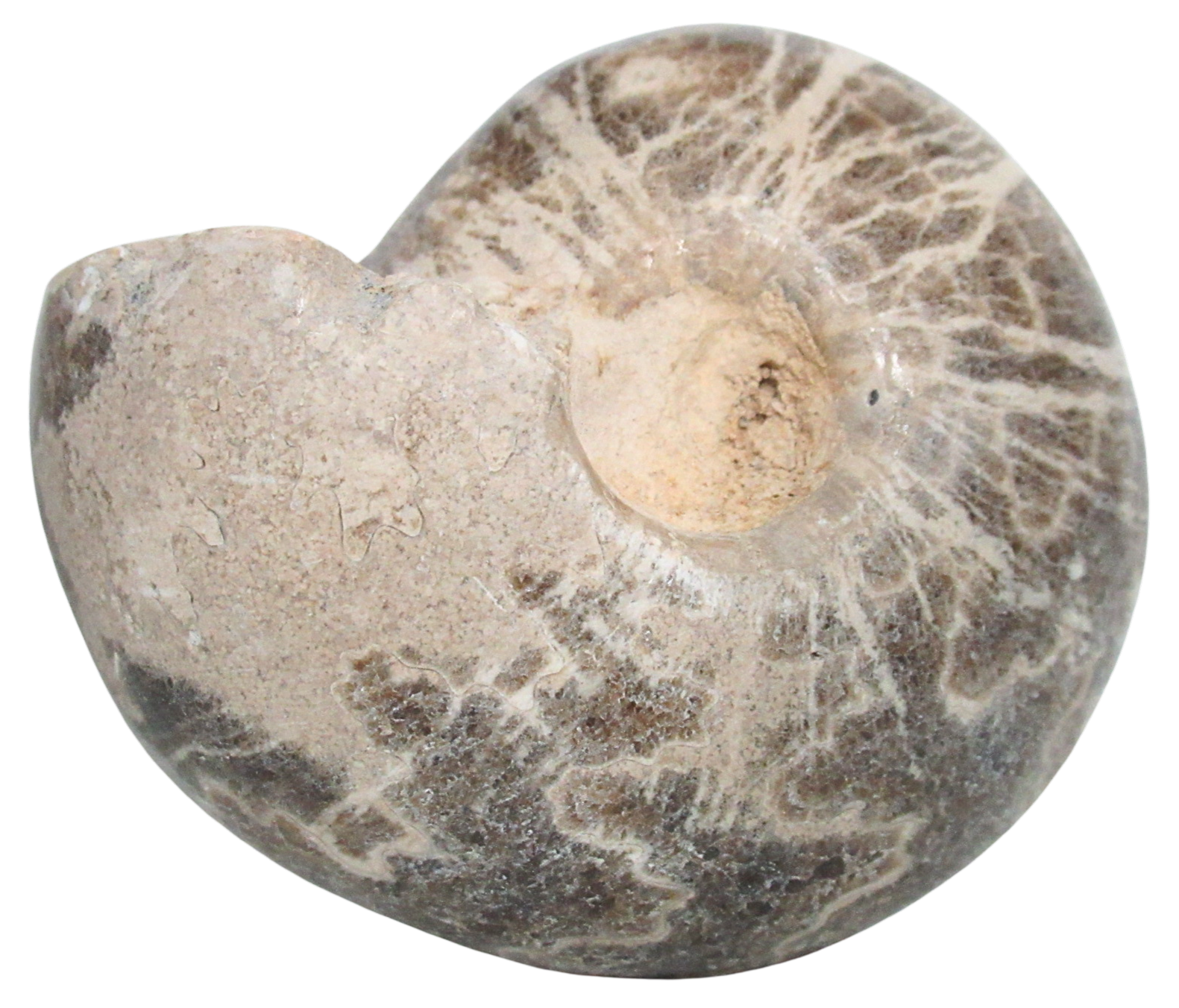 Vascoceras Ammonite Fossil For Sale Genuine Cretaceous Fossils 10a | Fossils for Sale Vascoceras Ammonite Fossil For Sale Genuine Cretaceous Fossils 10a