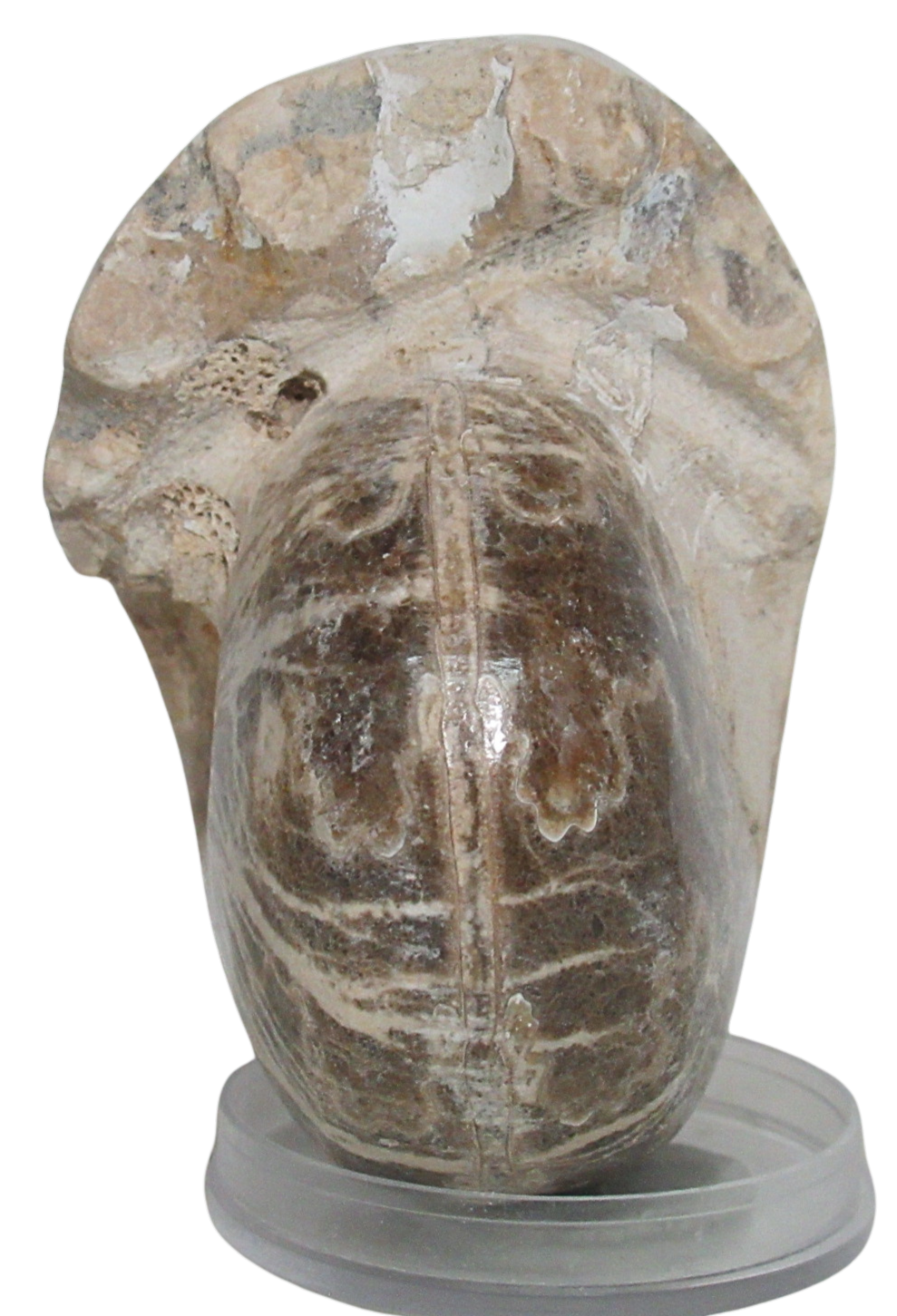 Vascoceras Ammonite Fossil For Sale Genuine Cretaceous Fossils 10b | Fossils for Sale Vascoceras Ammonite Fossil For Sale Genuine Cretaceous Fossils 10b