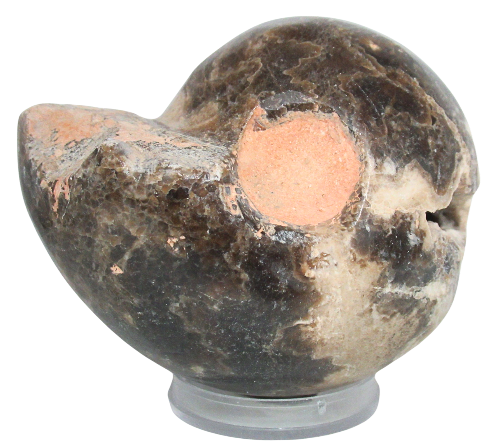 Vascoceras Ammonite Fossil For Sale Genuine Cretaceous Fossils 11a | Fossils for Sale Vascoceras Ammonite Fossil For Sale Genuine Cretaceous Fossils 11a
