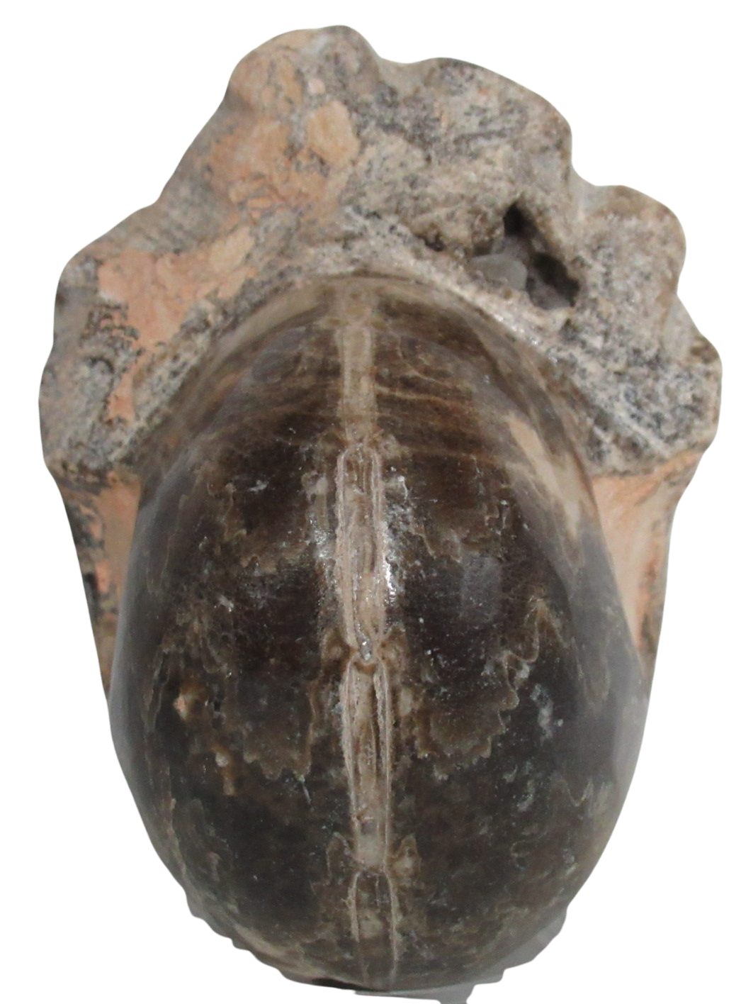 Vascoceras Ammonite Fossil For Sale Genuine Cretaceous Fossils 11b | Fossils for Sale Vascoceras Ammonite Fossil For Sale Genuine Cretaceous Fossils 11b