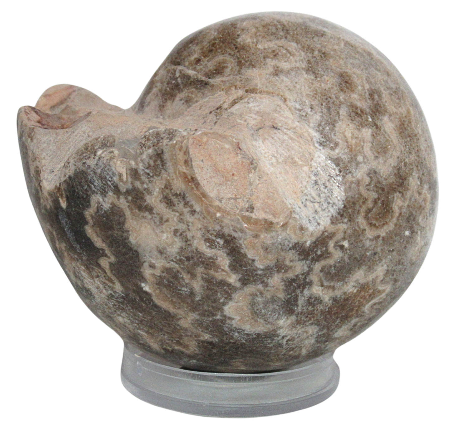 Vascoceras Ammonite Fossil For Sale Genuine Cretaceous Fossils 13a | Fossils for Sale Vascoceras Ammonite Fossil For Sale Genuine Cretaceous Fossils 13a