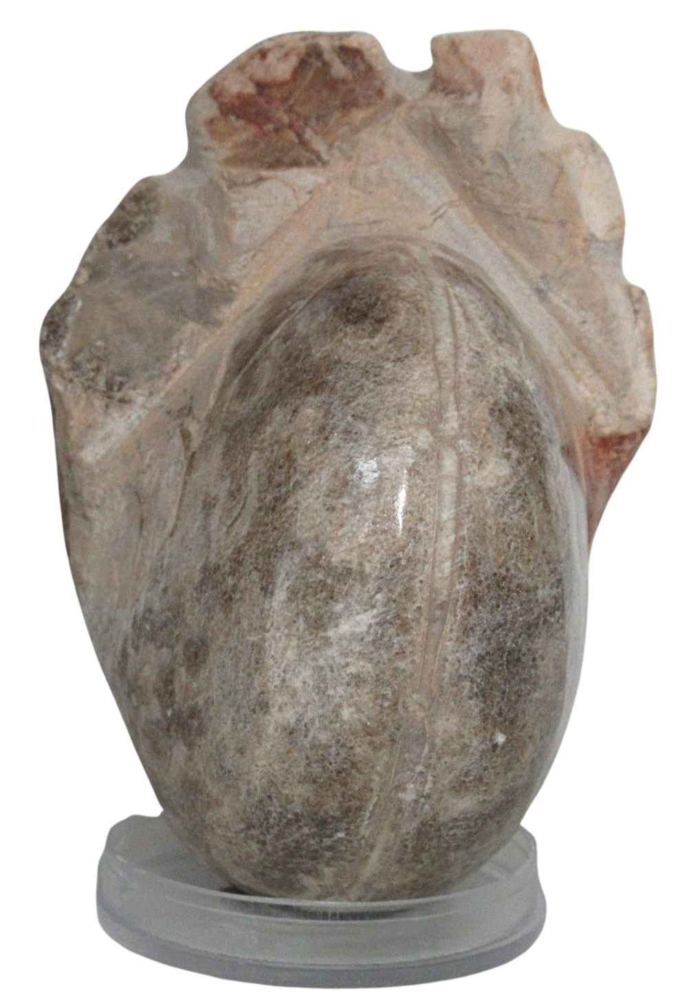 Vascoceras Ammonite Fossil For Sale Genuine Cretaceous Fossils 13b | Fossils for Sale Vascoceras Ammonite Fossil For Sale Genuine Cretaceous Fossils 13b