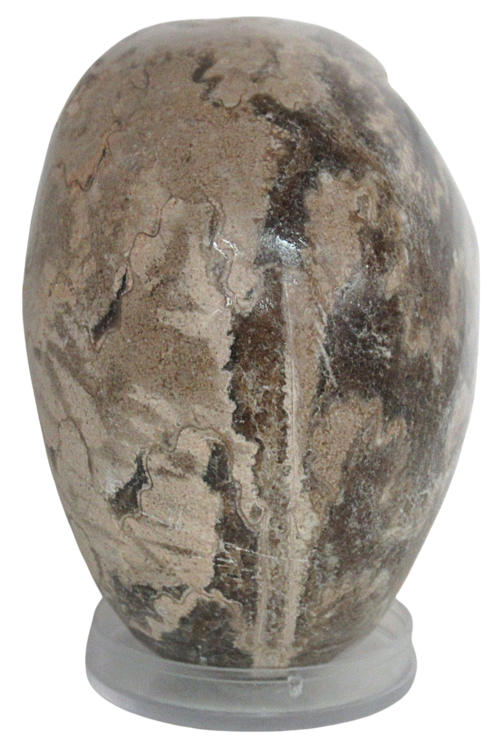 Vascoceras Ammonite Fossil For Sale Genuine Cretaceous Fossils 13c | Fossils for Sale Vascoceras Ammonite Fossil For Sale Genuine Cretaceous Fossils 13c