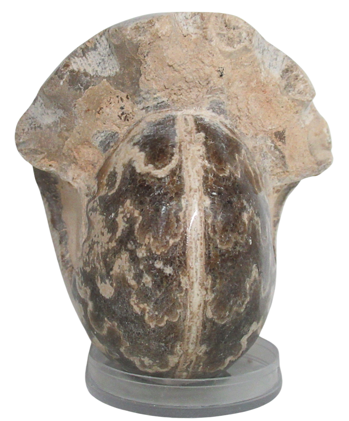 Vascoceras Ammonite Fossil For Sale Genuine Cretaceous Fossils 14b | Fossils for Sale Vascoceras Ammonite Fossil For Sale Genuine Cretaceous Fossils 14b
