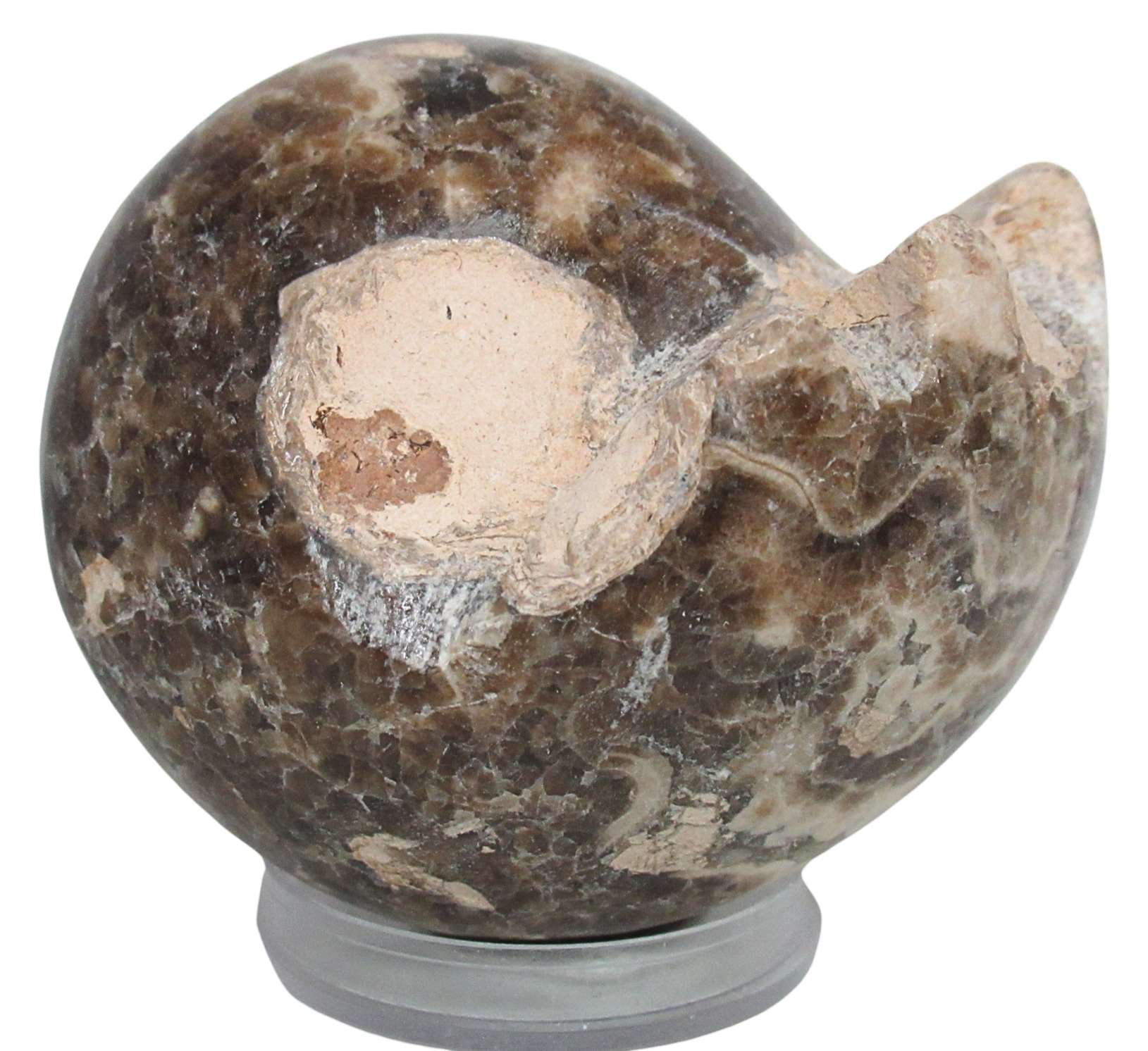 Vascoceras Ammonite Fossil For Sale Genuine Cretaceous Fossils 15 | Fossils for Sale Vascoceras Ammonite Fossil For Sale Genuine Cretaceous Fossils 15