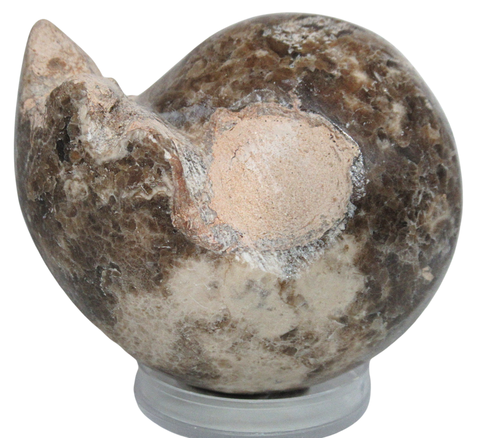 Vascoceras Ammonite Fossil For Sale Genuine Cretaceous Fossils 15a | Fossils for Sale Vascoceras Ammonite Fossil For Sale Genuine Cretaceous Fossils 15a