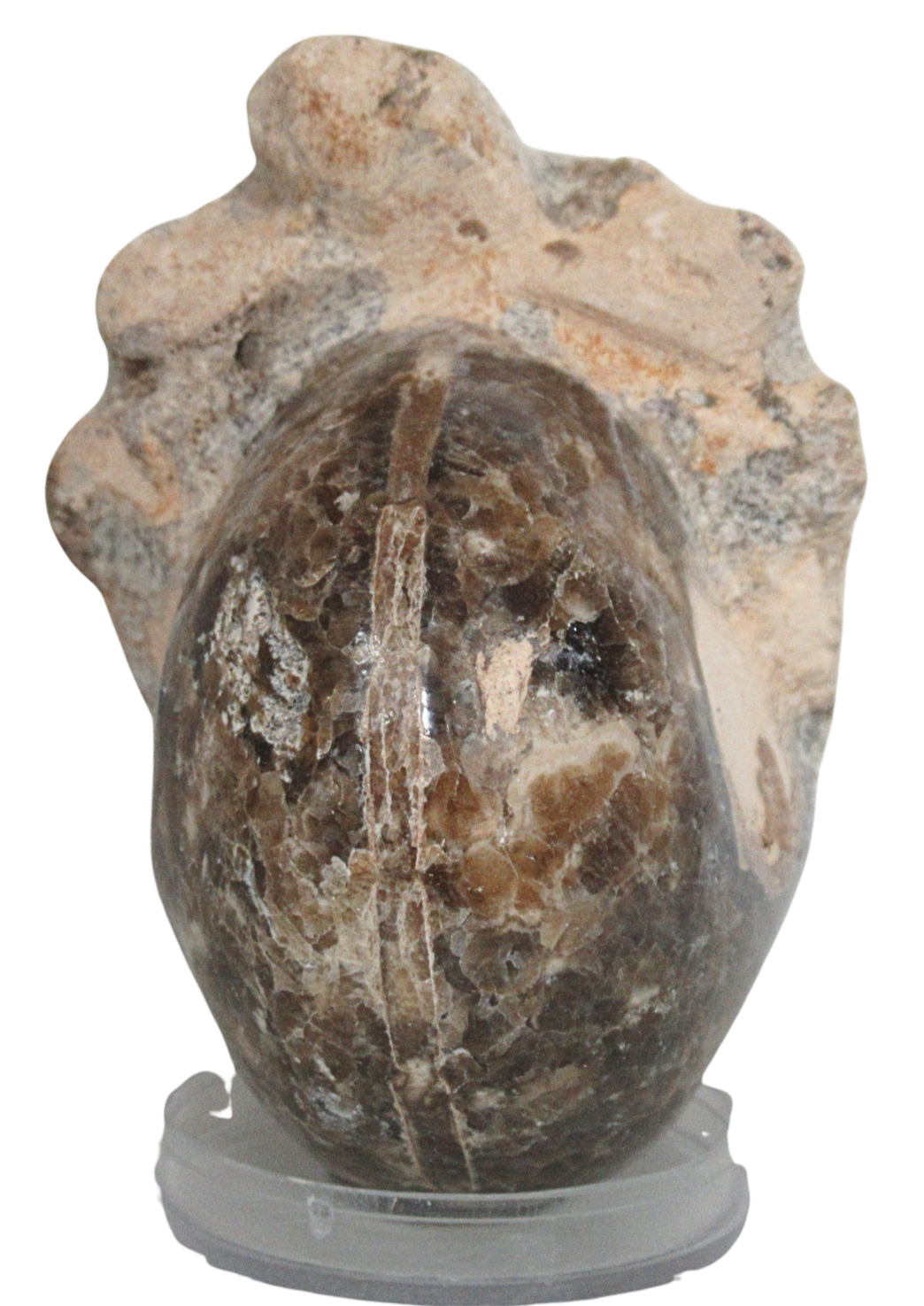 Vascoceras Ammonite Fossil For Sale Genuine Cretaceous Fossils 15b | Fossils for Sale Vascoceras Ammonite Fossil For Sale Genuine Cretaceous Fossils 15b