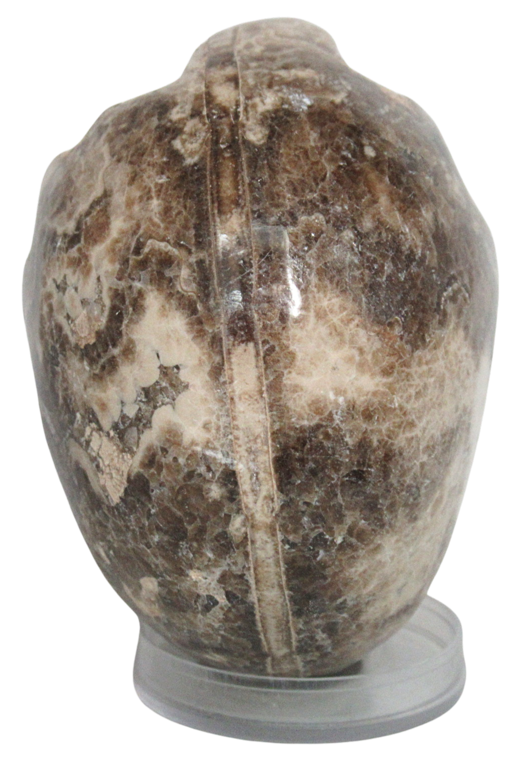 Vascoceras Ammonite Fossil For Sale Genuine Cretaceous Fossils 15c | Fossils for Sale Vascoceras Ammonite Fossil For Sale Genuine Cretaceous Fossils 15c