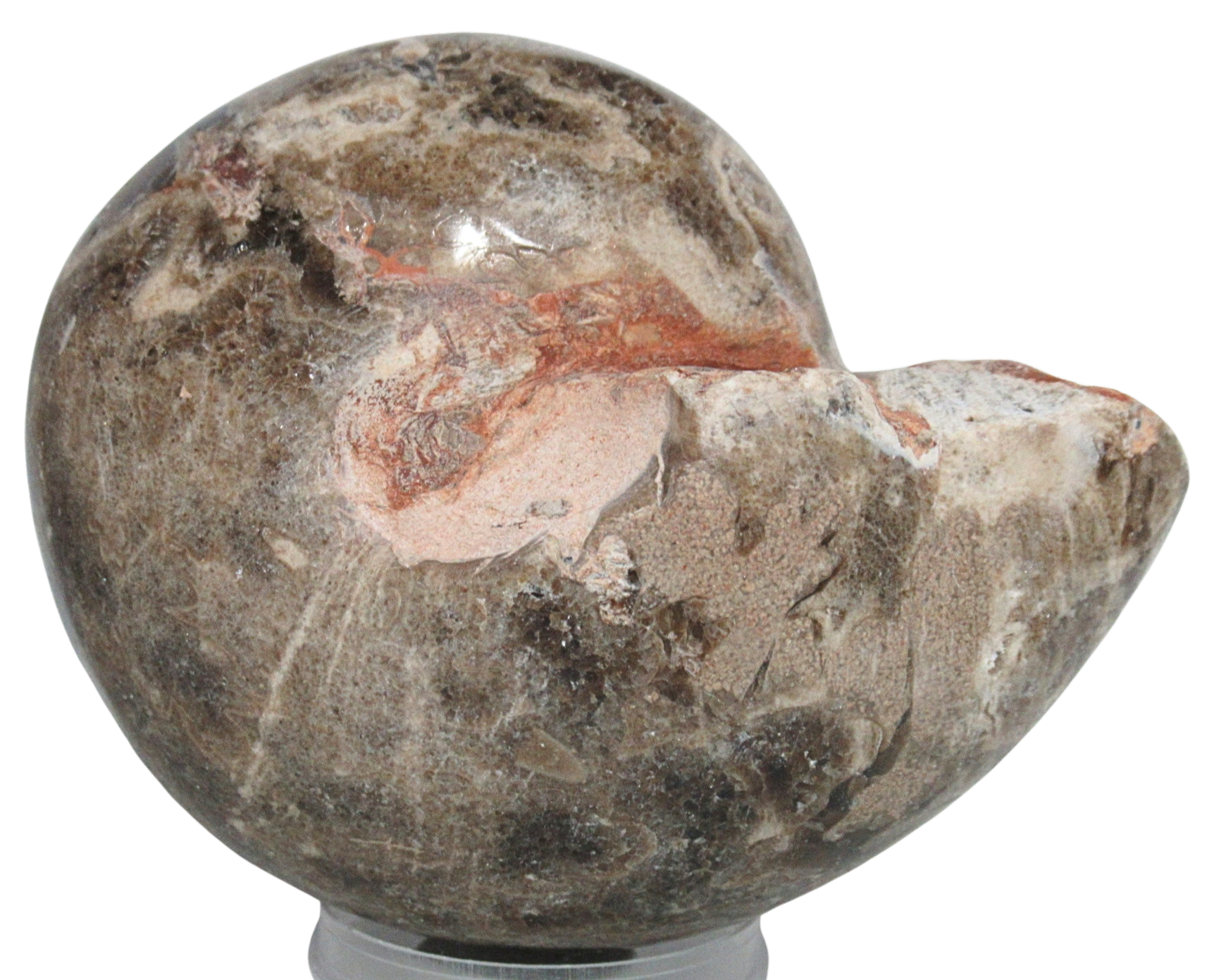 Vascoceras Ammonite Fossil For Sale Genuine Cretaceous Fossils 16 | Fossils for Sale Vascoceras Ammonite Fossil For Sale Genuine Cretaceous Fossils 16