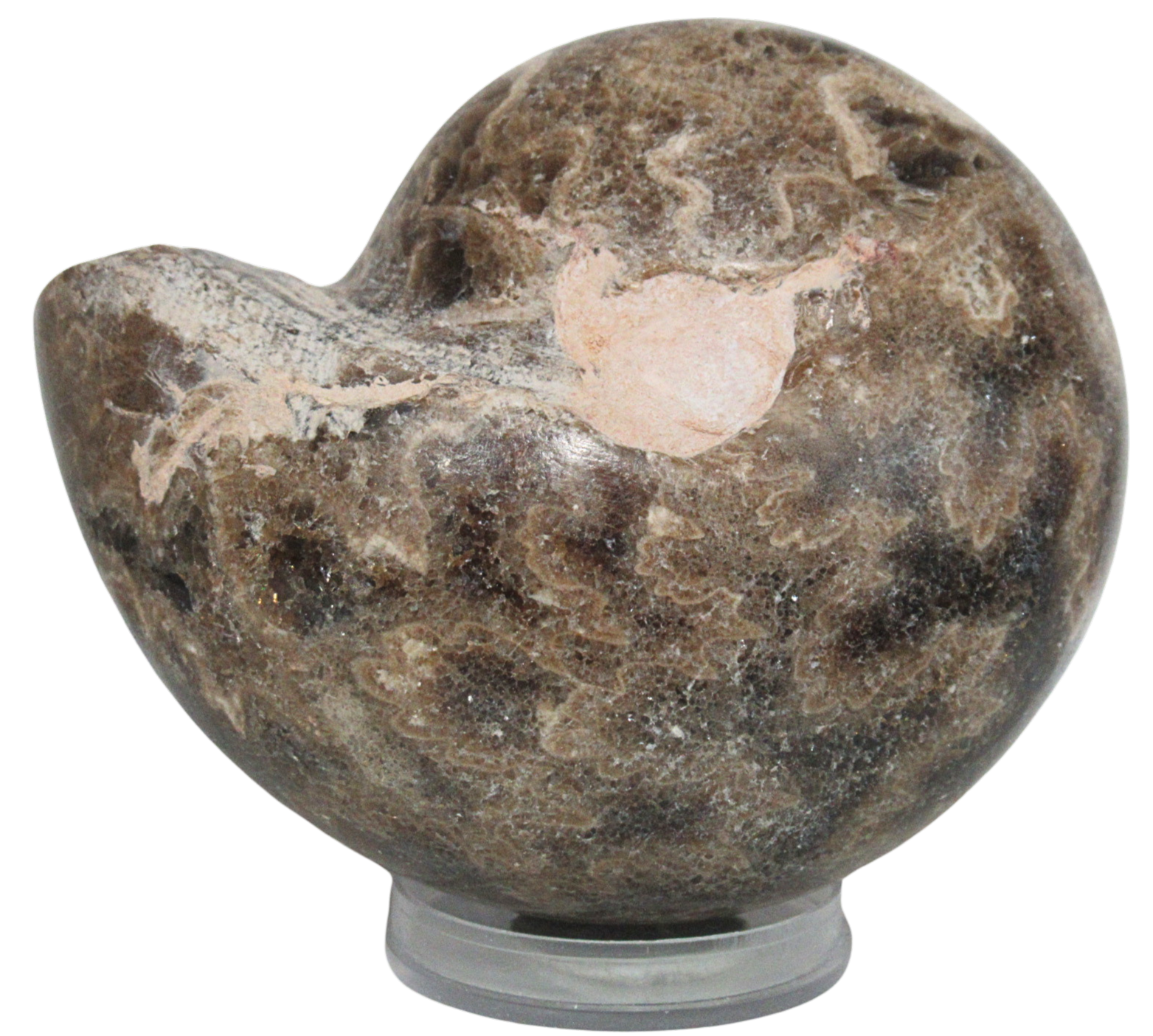 Vascoceras Ammonite Fossil For Sale Genuine Cretaceous Fossils 16a | Fossils for Sale Vascoceras Ammonite Fossil For Sale Genuine Cretaceous Fossils 16a