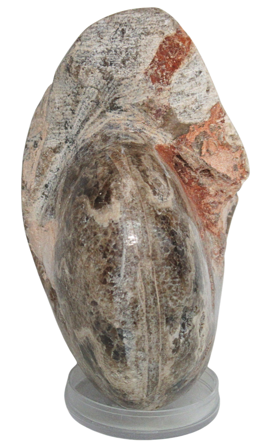 Vascoceras Ammonite Fossil For Sale Genuine Cretaceous Fossils 16b | Fossils for Sale Vascoceras Ammonite Fossil For Sale Genuine Cretaceous Fossils 16b