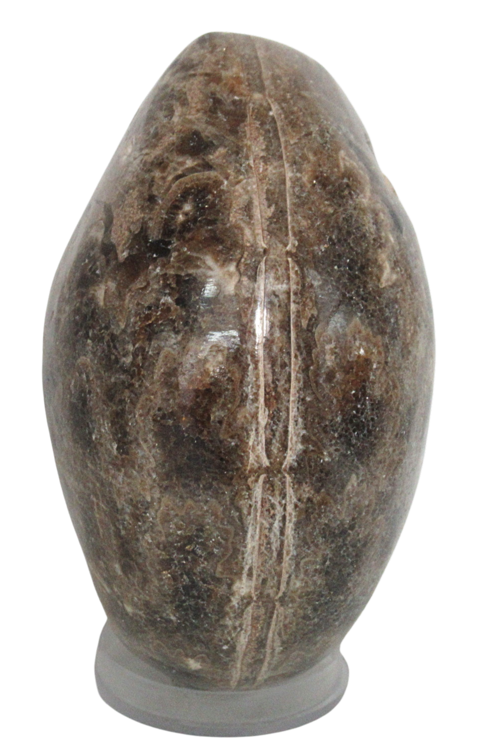 Vascoceras Ammonite Fossil For Sale Genuine Cretaceous Fossils 16c | Fossils for Sale Vascoceras Ammonite Fossil For Sale Genuine Cretaceous Fossils 16c