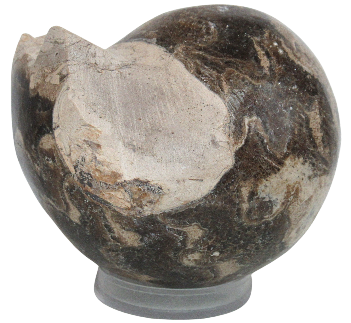 Vascoceras Ammonite Fossil For Sale Genuine Cretaceous Fossils 17a | Fossils for Sale Vascoceras Ammonite Fossil For Sale Genuine Cretaceous Fossils 17a