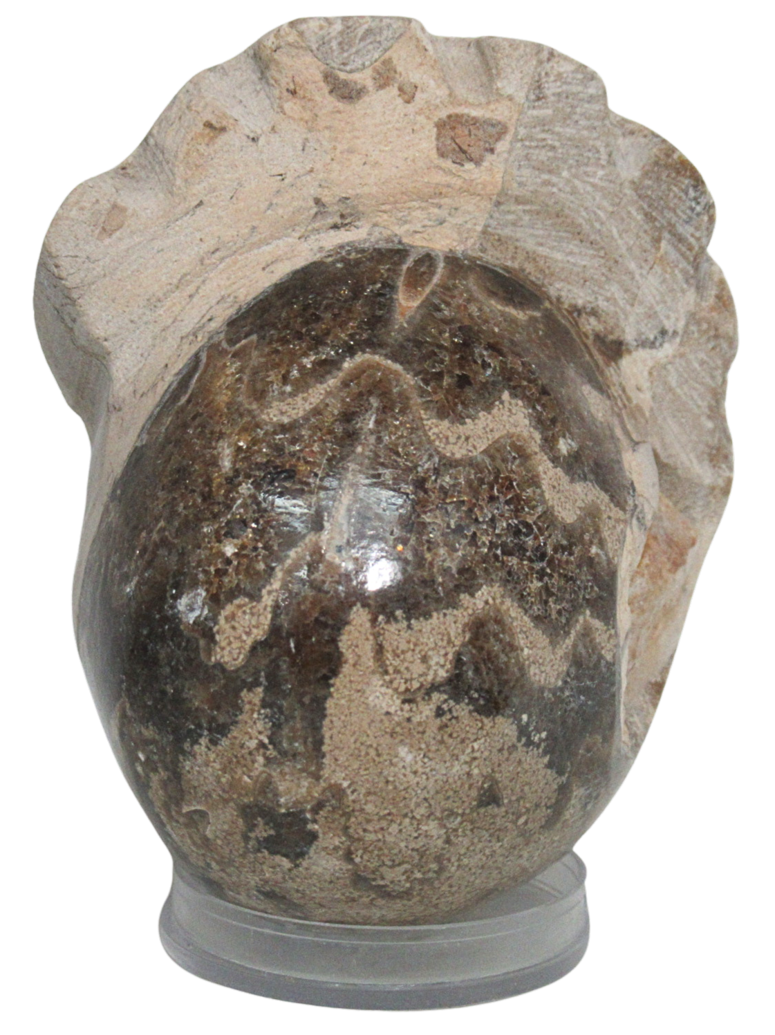 Vascoceras Ammonite Fossil For Sale Genuine Cretaceous Fossils 17b | Fossils for Sale Vascoceras Ammonite Fossil For Sale Genuine Cretaceous Fossils 17b