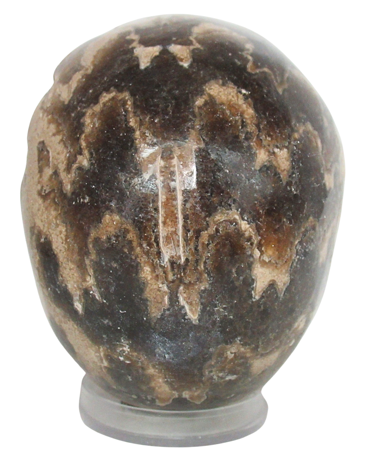 Vascoceras Ammonite Fossil For Sale Genuine Cretaceous Fossils 17c | Fossils for Sale Vascoceras Ammonite Fossil For Sale Genuine Cretaceous Fossils 17c