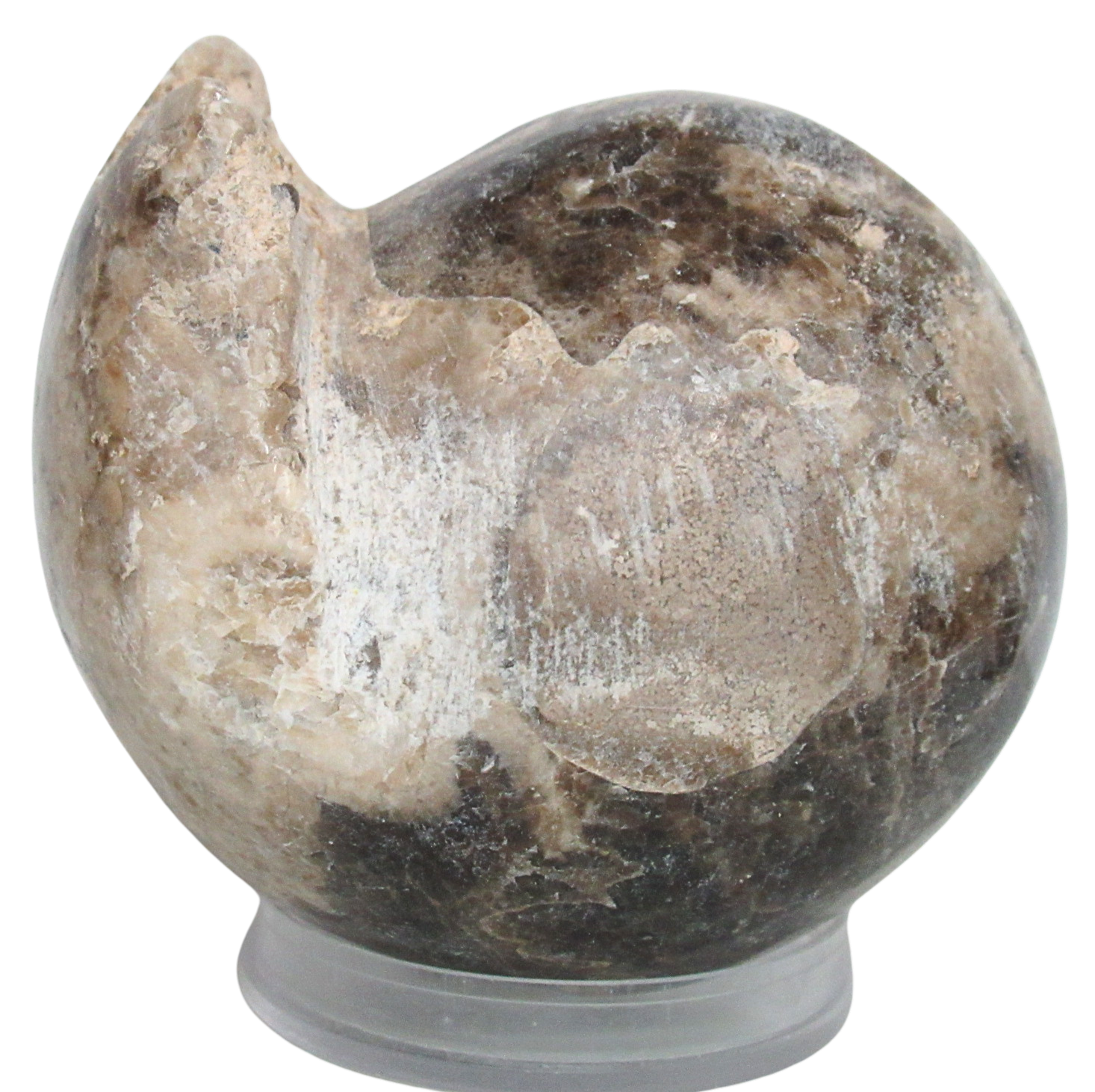 Vascoceras Ammonite Fossil For Sale Genuine Cretaceous Fossils 18a | Fossils for Sale Vascoceras Ammonite Fossil For Sale Genuine Cretaceous Fossils 18a