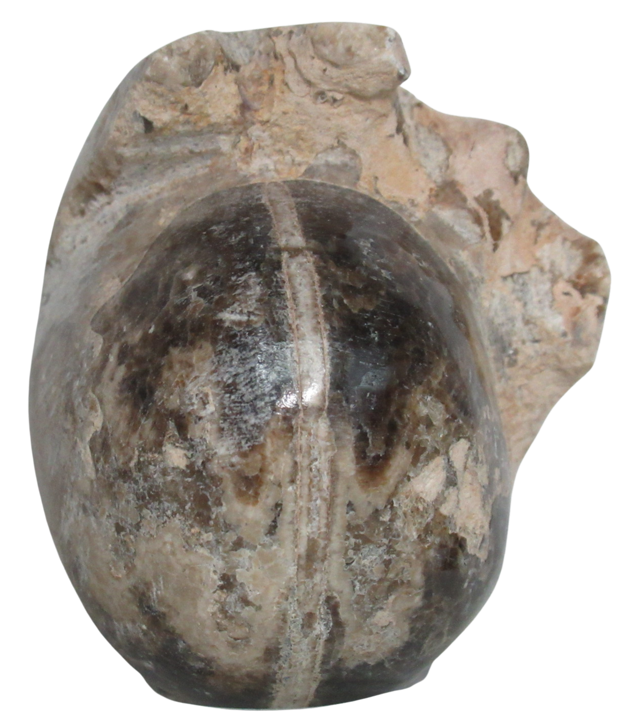 Vascoceras Ammonite Fossil For Sale Genuine Cretaceous Fossils 18b | Fossils for Sale Vascoceras Ammonite Fossil For Sale Genuine Cretaceous Fossils 18b